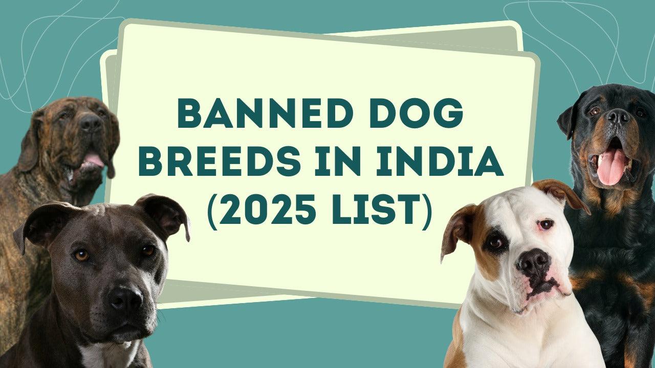 Banned Dogs in India (2025) Complete Guide to New Breed Restrictions