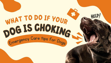 What To Do If Your Dog Is Choking: Emergency Tips Every Pet Parent Should Know