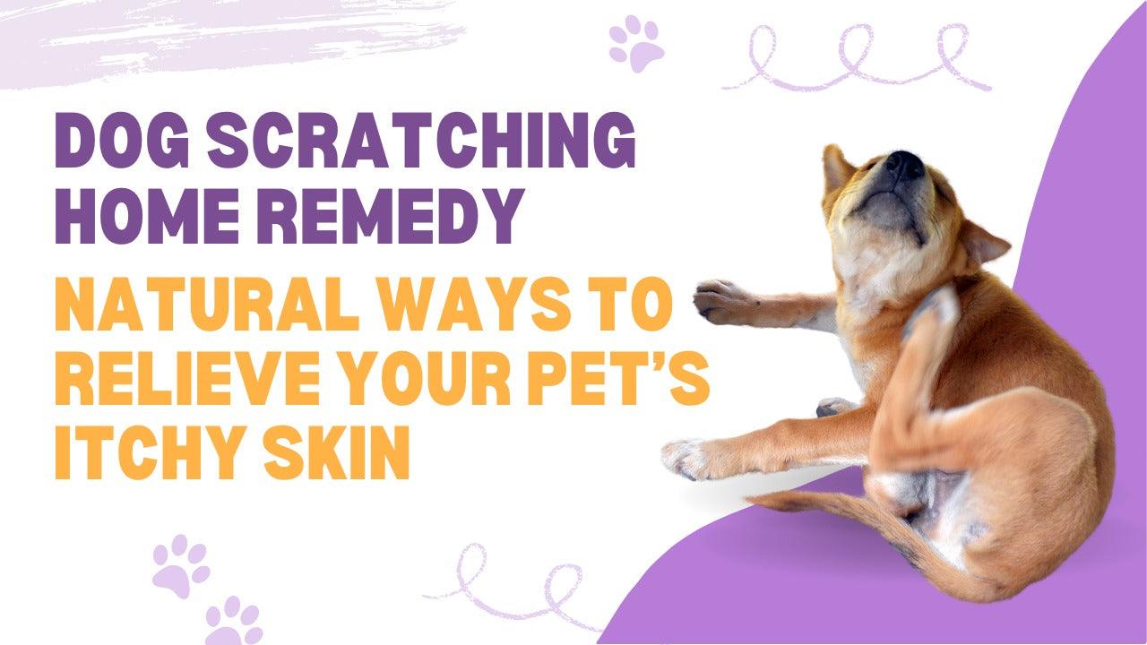 Dog Scratching Home Remedy: From Itchy to Comfortable Naturally!