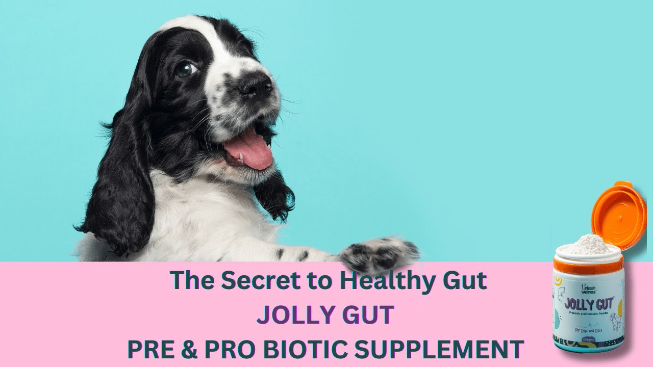 Pre and Probiotic Supplements for Dogs: The Key to Gut Health - Unleash Wellness