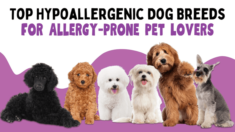 Top Hypoallergenic Dog Breeds: A Complete Guide for Allergy-Prone Pet ...