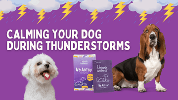 How to Soothe Your Dog during Thunderstorm and the Benefits of Using No Antsy - Unleash Wellness