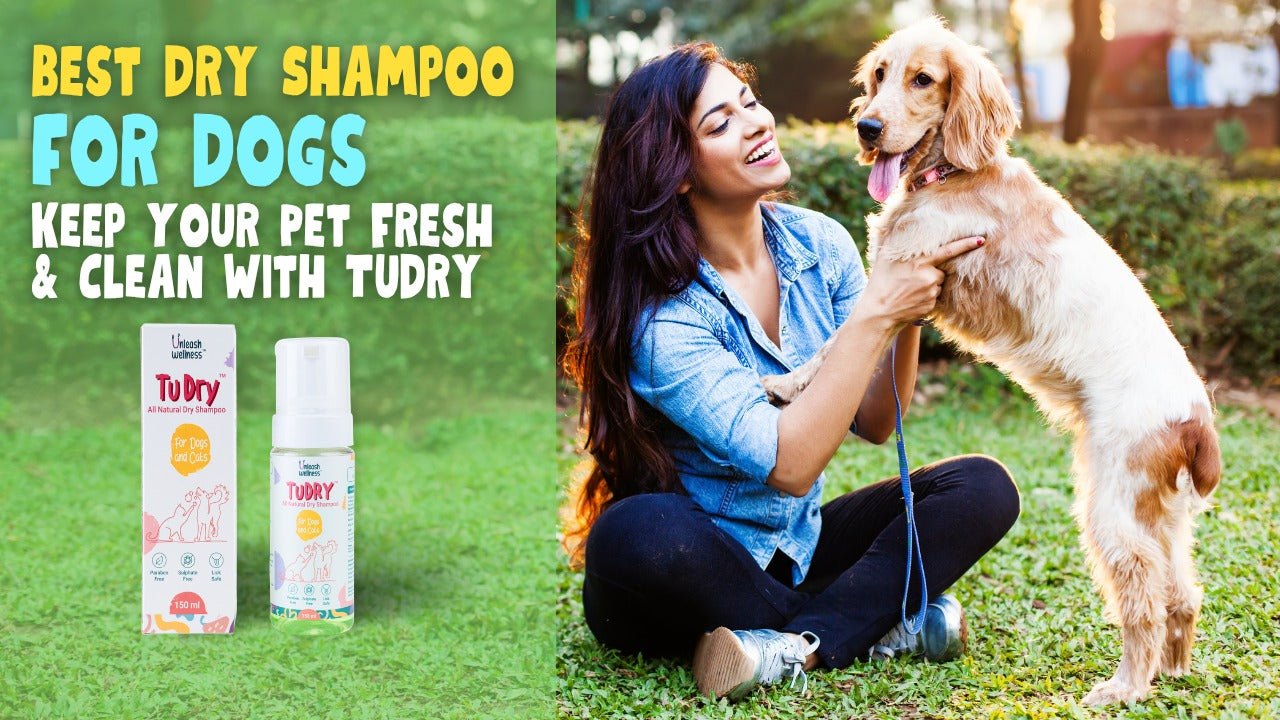 Best dry hotsell shampoo for dogs