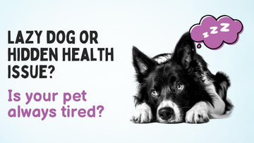 Lethargic Furry Friend? Uncovering the Mystery of Dog Tiredness! - Unleash Wellness