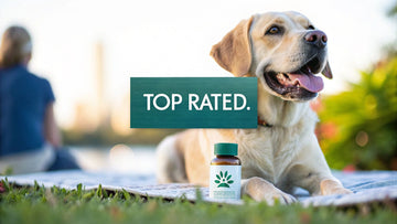 Top Rated Probiotic for Dogs in 2025: Expert Guide