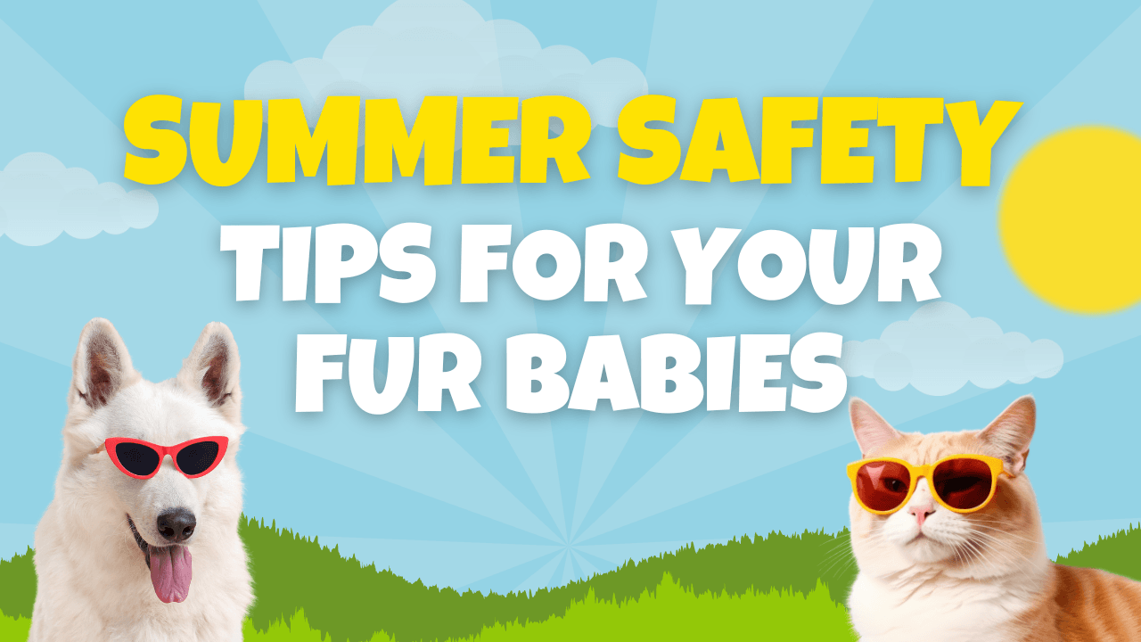 Summer Safety Tips for Your Fur Babies - Unleash Wellness